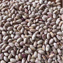 Round Shape Edible Pinto Bean Light Speckled Kidney Bean